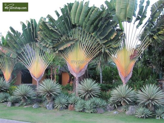 Ravenala madagascariensis - pot &Oslash; 40 cm [palette]