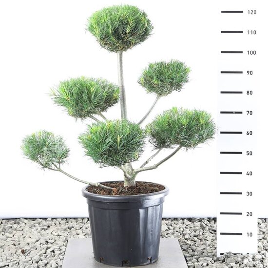 Pinus strobus Multiplateau extra