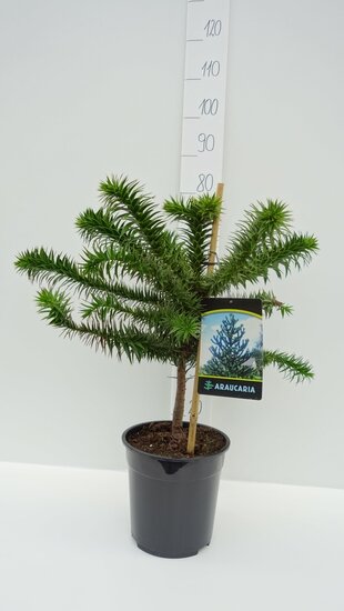 Araucaria araucana