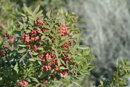 Pistacia lentsicus