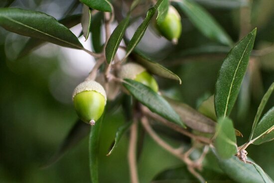 Quercus ilex - hauteur totale 50-70 cm - pot 17 cm