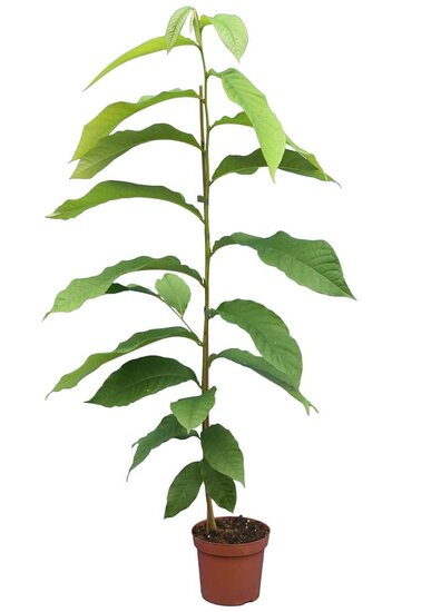 Asimina triloba - hauteur totale 90+ cm - pot &Oslash; 19 cm