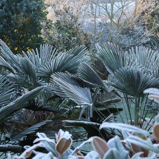 Trachycarpus wagnerianus multitrunk