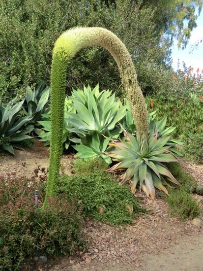 Agave attenuata