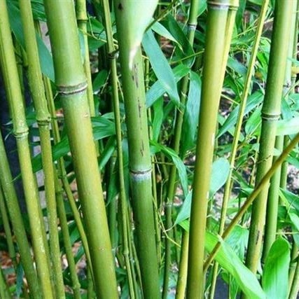 Bambou vert - Phyllostachys bissetii
