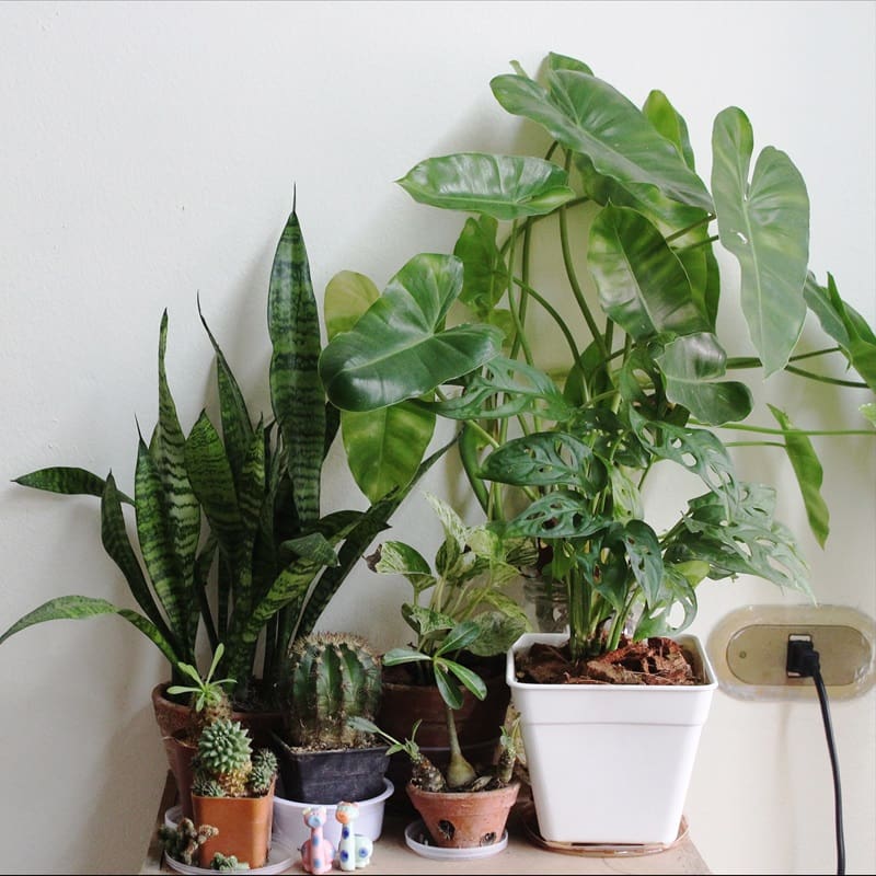 Plantes vertes : les entretenir avec un humidificateur d'air - Blog Air&Me