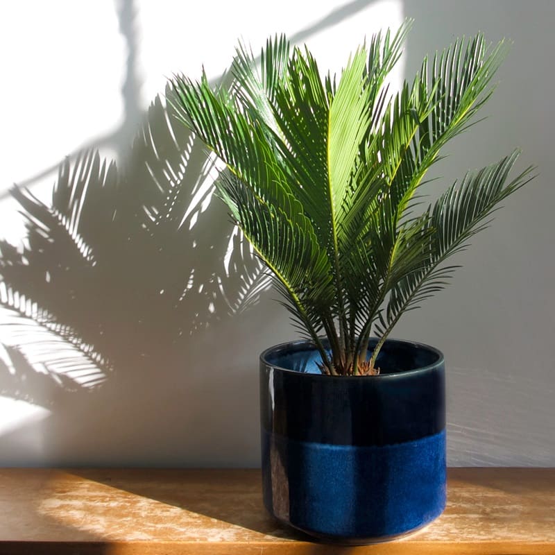 L'impact de la lumière sur le Cycas revoluta : quelle quantité de lumière lui est nécessaire et comment lui fournir ?