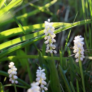 Sélection de 14 plantes spéciales bordures