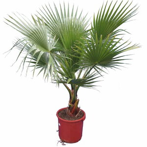 WASHINGTONIA robusta (Palmier du Mexique)