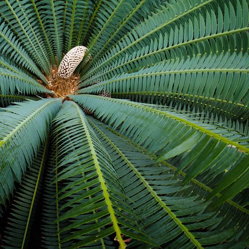 Cycas