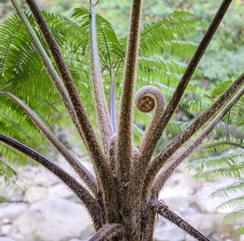 Cyathea