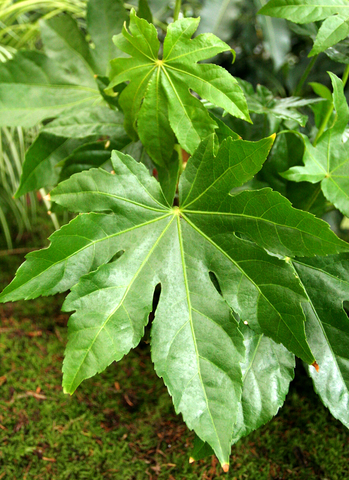 Plantes à feuillage