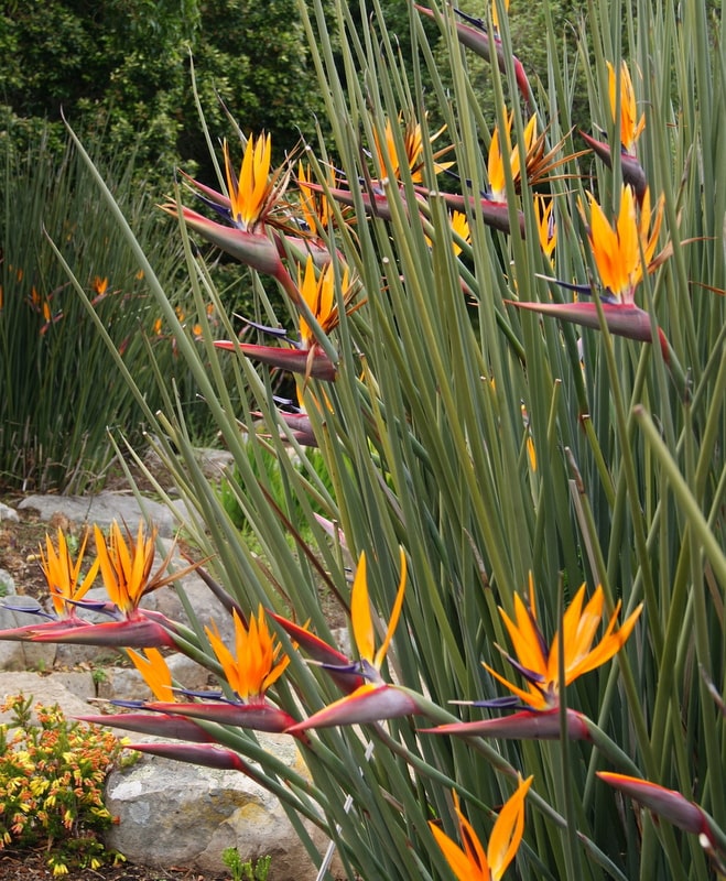 Strelitzia