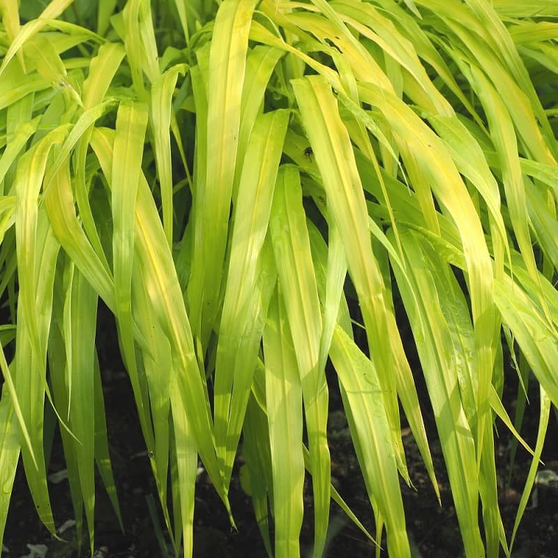 Hakonechloa macra