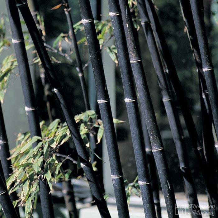 Phyllostachys nigra