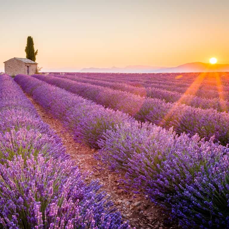 Plantes aromatiques & légumes