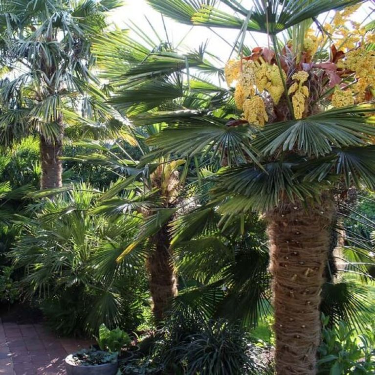 Trachycarpus wagnerianus multitrunk