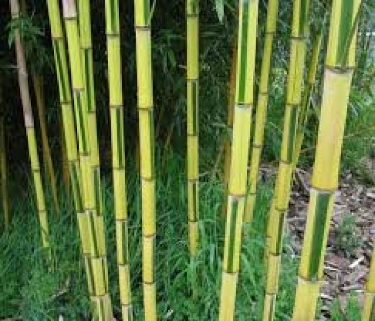 Phyllostachys aureosulcata Spectabilis