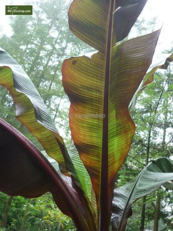 Ensete maurelli