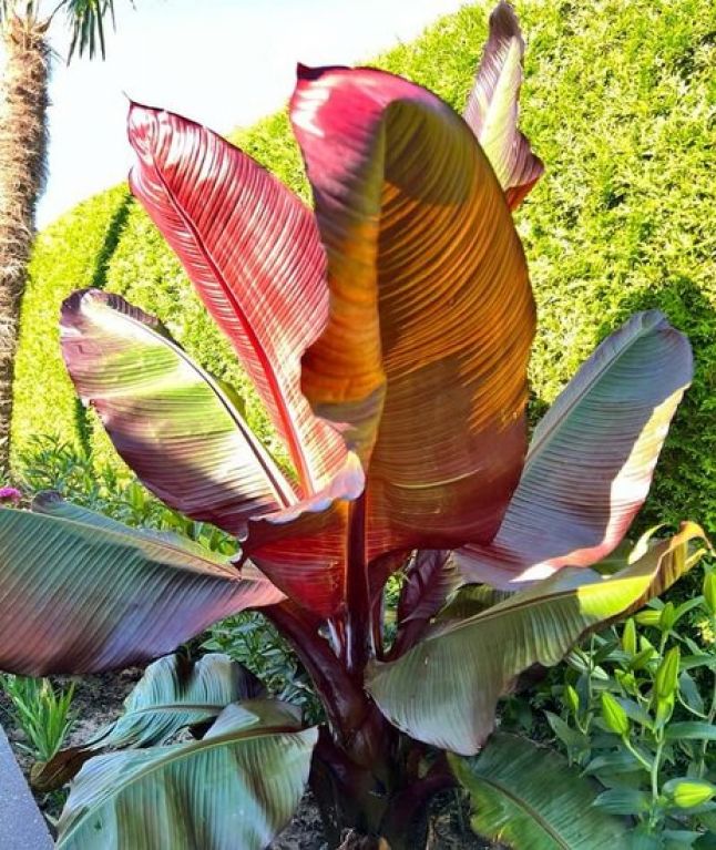 Ensete maurelli