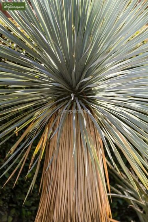 Yucca rostrata