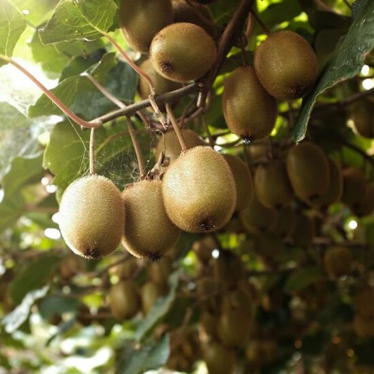 Actinidia deliciosa Goldy