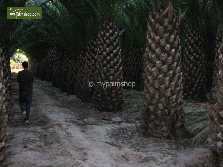 Phoenix canariensis