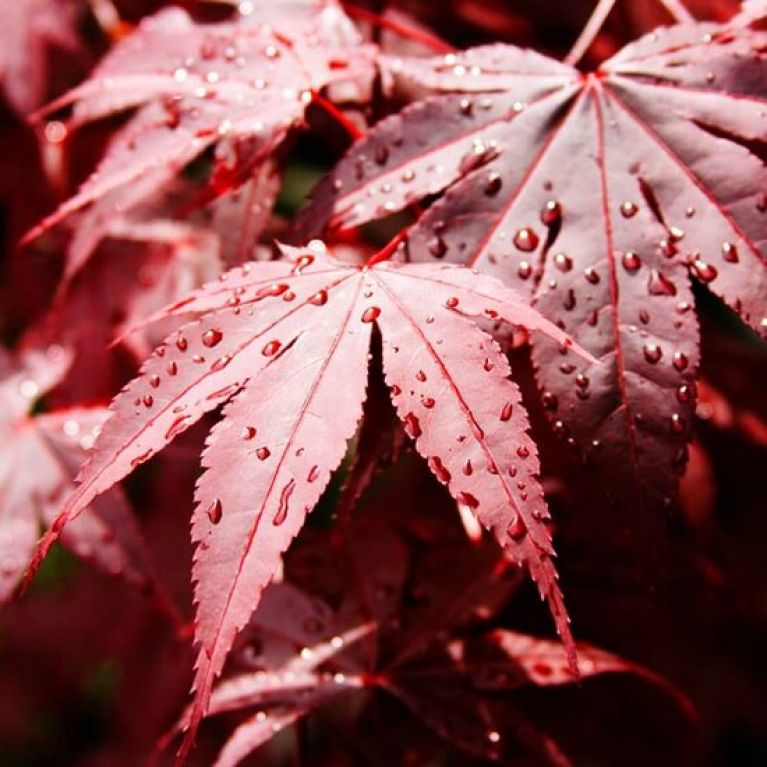 Acer palmatum Bloodgood