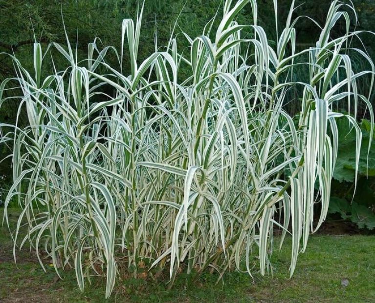 Arundo donax Variegata Compact Ely