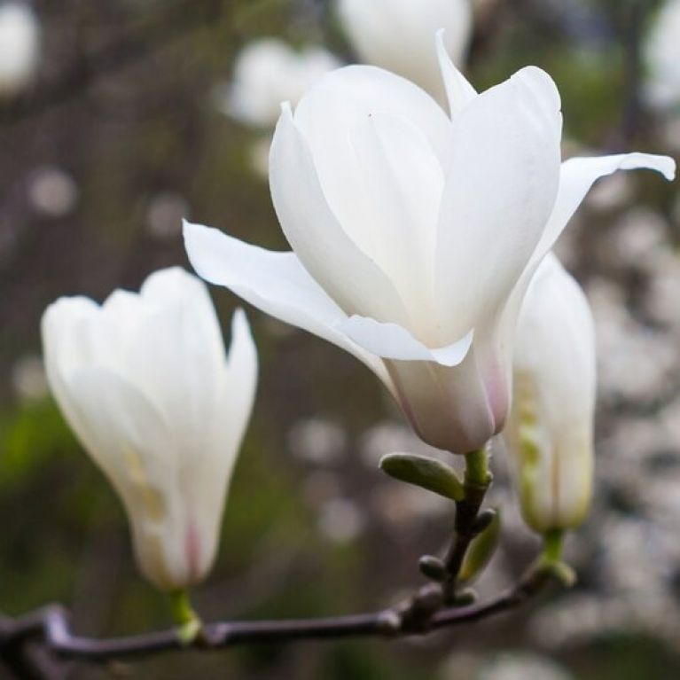 Magnolia grandiflora