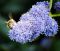 Ceanothus Concha