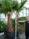 Washingtonia robusta