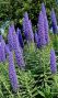 Echium candicans