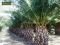 Phoenix canariensis