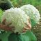 Hydrangea arborescens Strong Annabelle