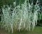 Arundo donax Variegata Compact Ely