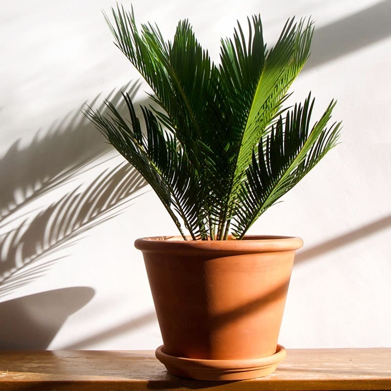 Cycas revoluta et autres plantes d'intérieur connues : quelles sont les différences ?