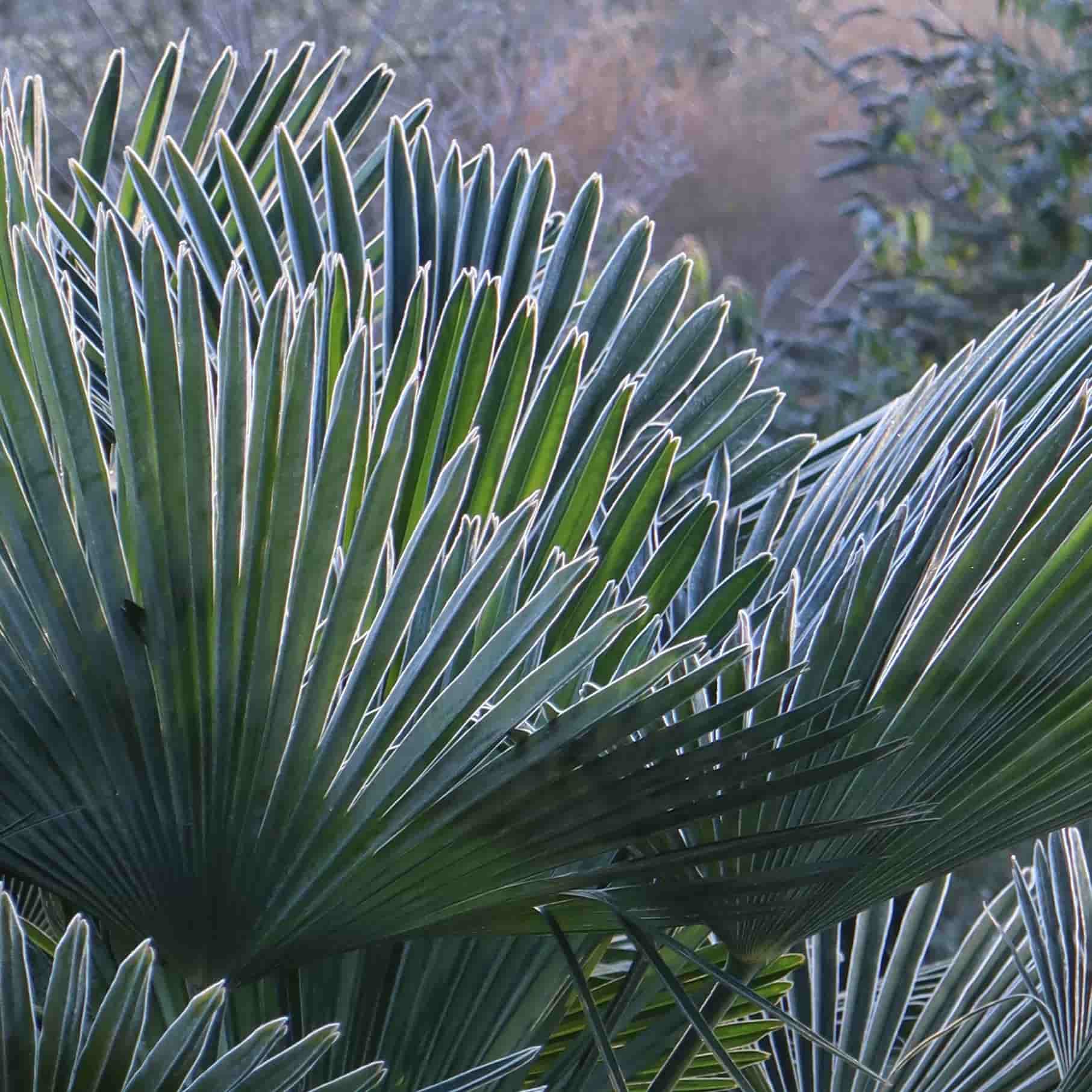 Les différentes sortes de Trachycarpus fortunei : quelles sont-elles et quelles différences ?