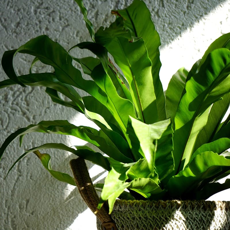 Quelles sont les plantes d'intérieur les plus adaptées aux pièces sombres ?