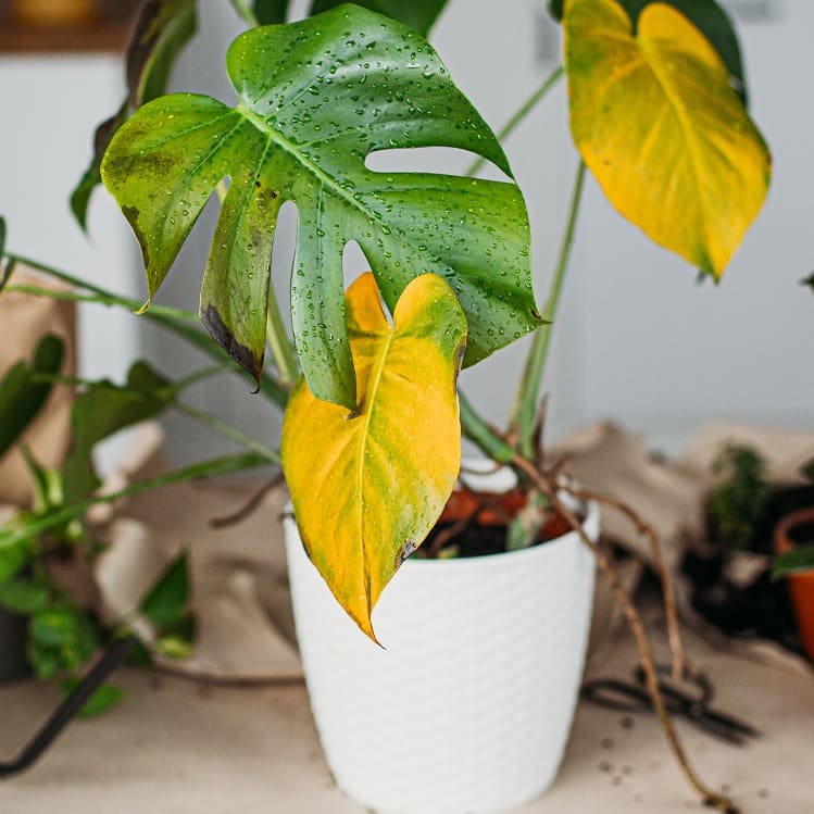 Pourquoi les feuilles de mes plantes d'intérieur jaunissent-elles ?