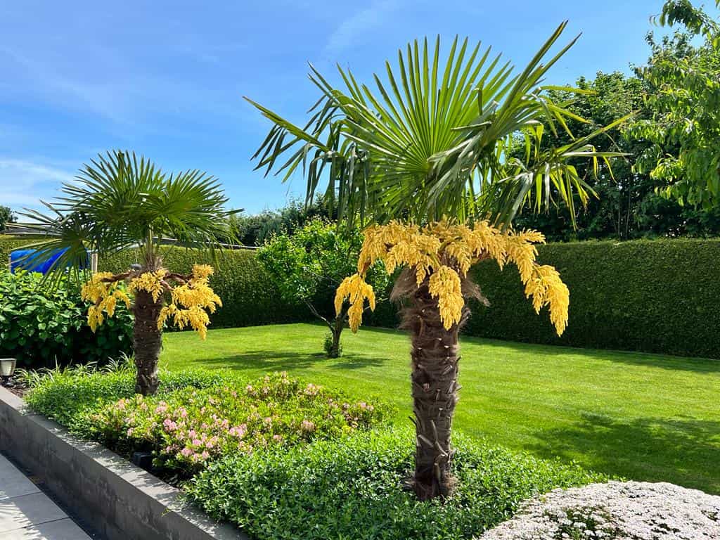 Tout savoir sur le Trachycarpus fortunei