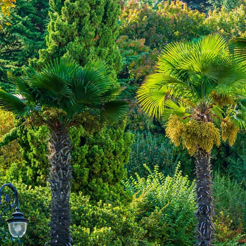 Entretien du Trachycarpus fortunei: de l'arrosage à la fertilisation