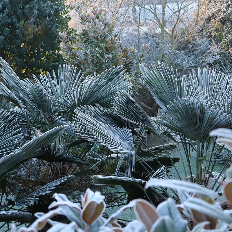 Trachycarpus wagnerianus : le palmier idéal pour votre jardin