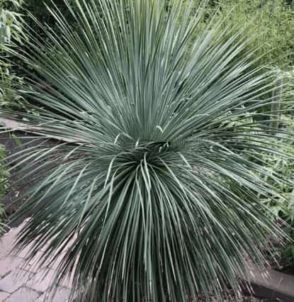 L'entretien du Yucca Rostrata : conseils et astuces