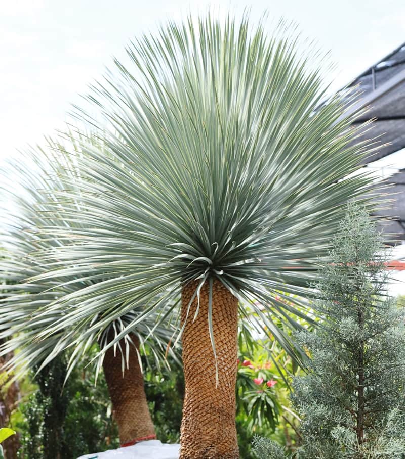 Comment prendre soin du Yucca rostrata