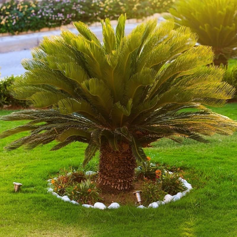 Comment prendre soin du Cycas revoluta ?