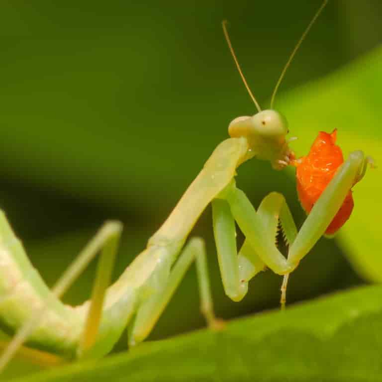 Lutte contre les parasites les plus courants des plantes d'intérieur